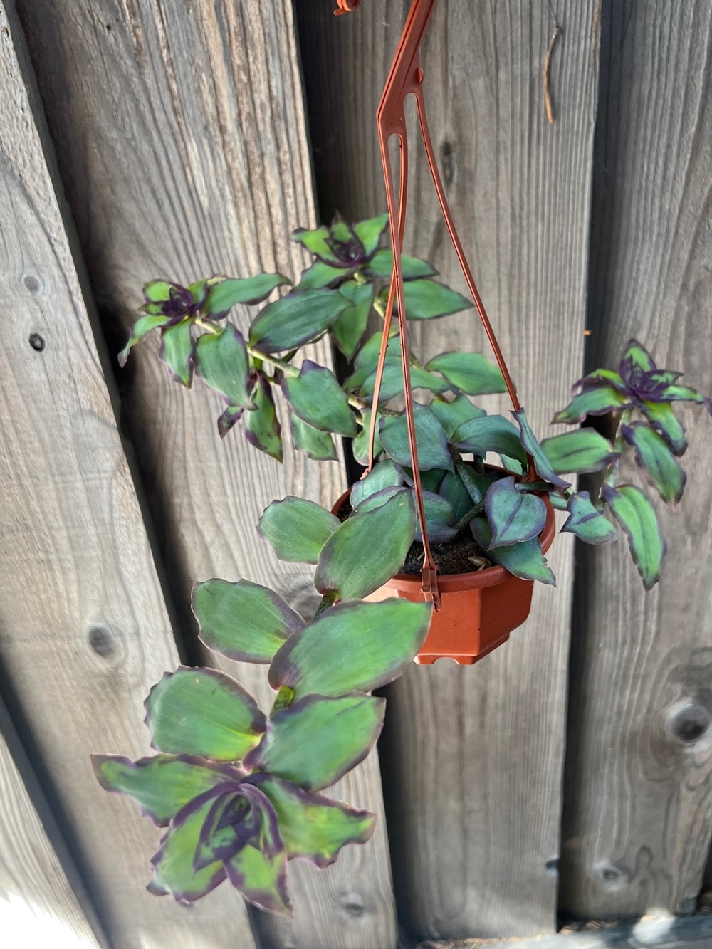 Callisia soconuscensis “Dragon Tail” Live Plant Exact Plant
